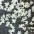 Fleurs blanches sur zinc. Photo.